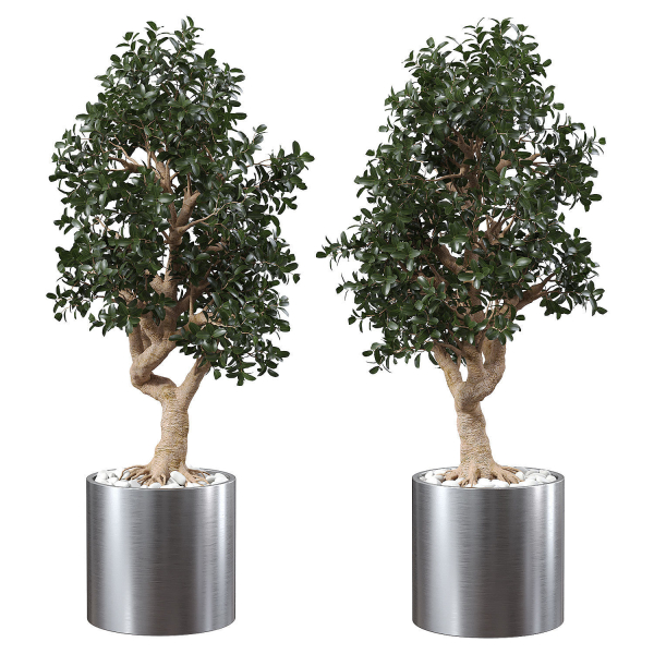 Ficus Microcarpa in Steel Planter