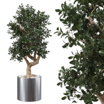Ficus Microcarpa in Steel Planter
