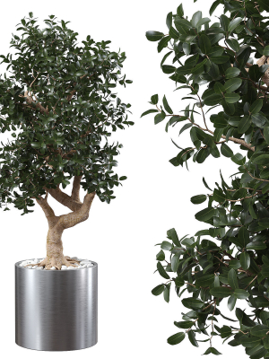 Ficus Microcarpa in Steel Planter
