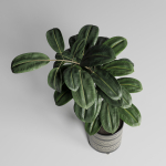 Ficus Rubbery plant by handmade pottery vase 177