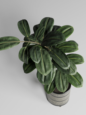 ficus-rubbery-plant-by-handmade-pottery-vase-177-3d-model-max-obj-3ds-fbx
