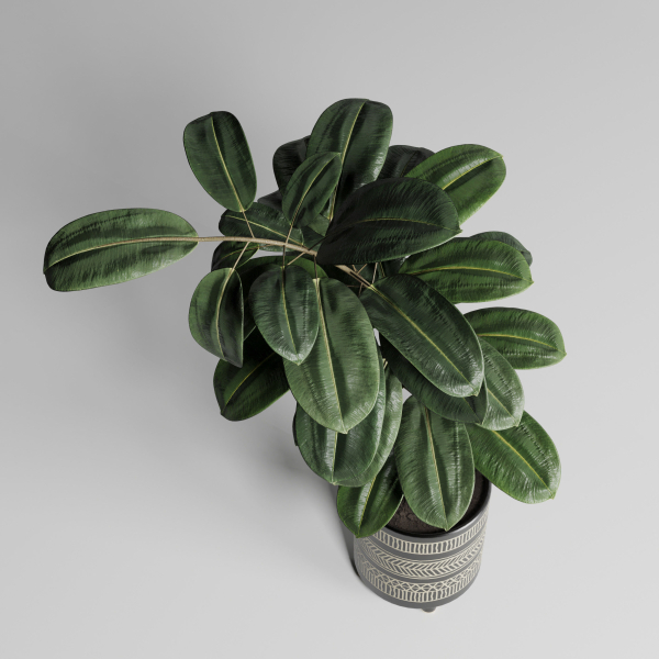 Ficus Rubbery plant by handmade pottery vase 177