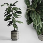 Ficus Rubbery plant by handmade pottery vase 177