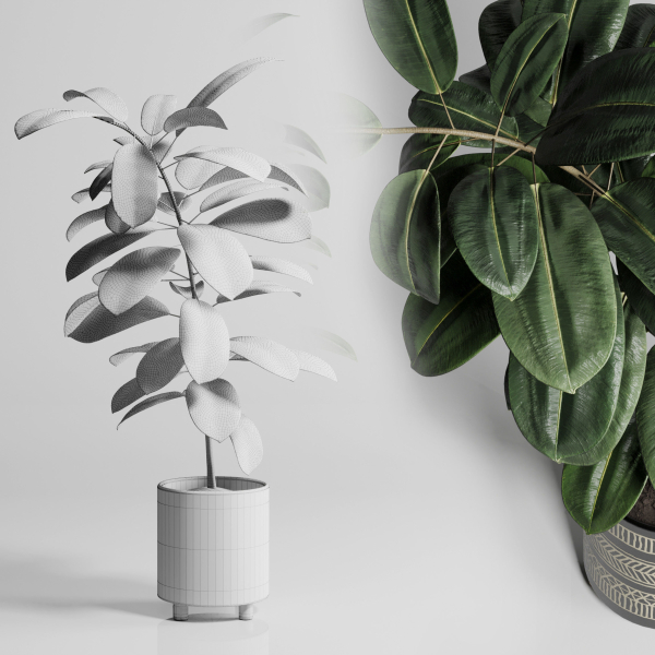 Ficus Rubbery plant by handmade pottery vase 177