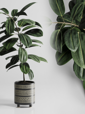 Ficus Rubbery plant by handmade pottery vase 177