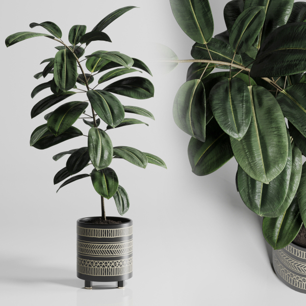 Ficus Rubbery plant by handmade pottery vase 177
