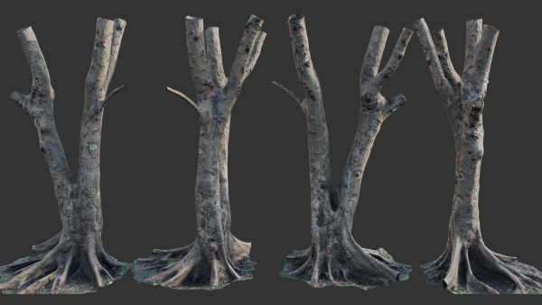 Ficus Tree Trunk 13