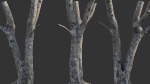 Ficus Tree Trunk 13