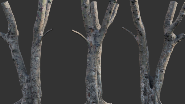 Ficus Tree Trunk 13