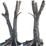 Ficus Tree Trunk 13