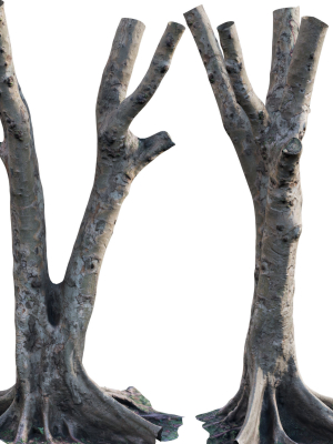 Ficus Tree Trunk 13