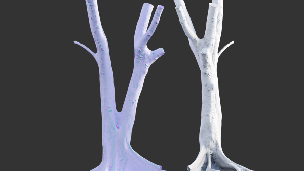 Ficus Tree Trunk 13