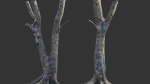 Ficus Tree Trunk 13