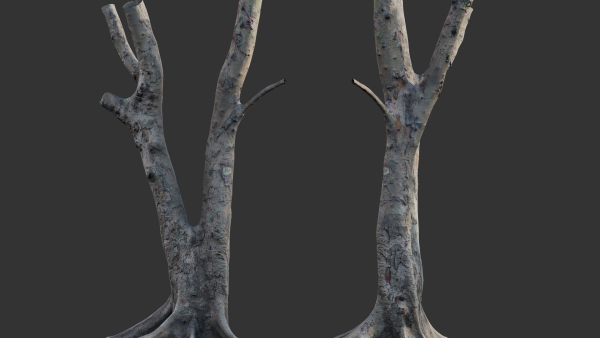 Ficus Tree Trunk 13