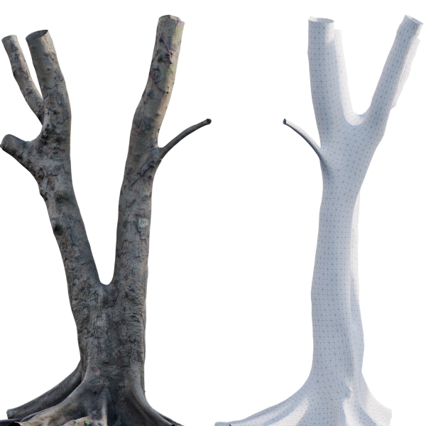 Ficus Tree Trunk 13