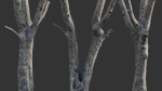 Ficus Tree Trunk 13