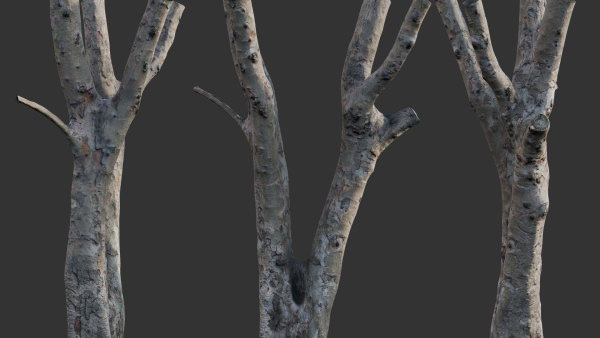 Ficus Tree Trunk 13