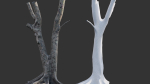 Ficus Tree Trunk 13