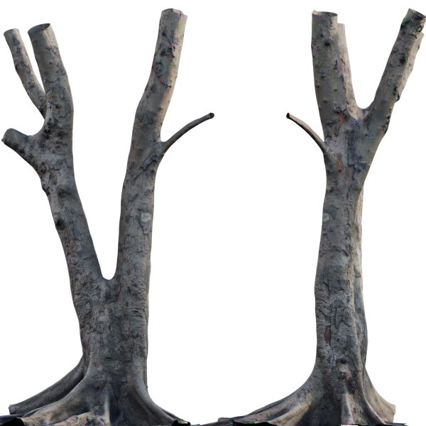 Ficus Tree Trunk 13