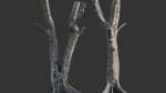 Ficus Tree Trunk 13