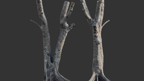 Ficus Tree Trunk 13