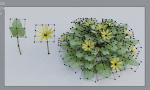 Fig Buttercup Spring Flower