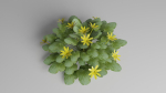 Fig Buttercup Spring Flower