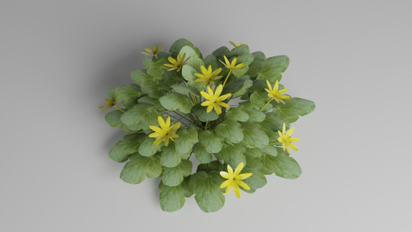 Fig Buttercup Spring Flower