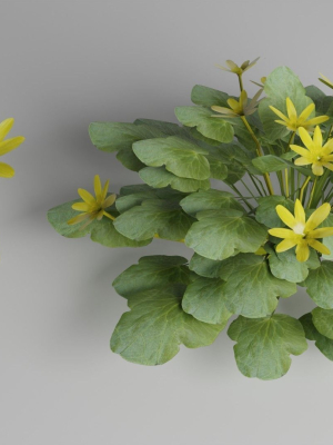 Fig Buttercup Spring Flower