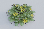 Fig Buttercup Spring Flower