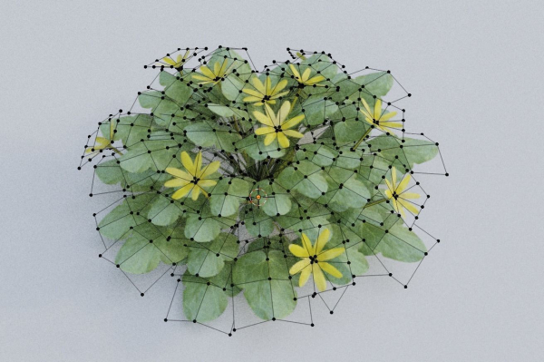 Fig Buttercup Spring Flower
