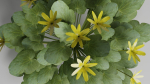 Fig Buttercup Spring Flower