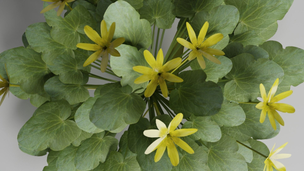 Fig Buttercup Spring Flower