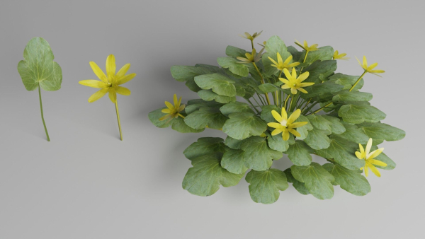 Fig Buttercup Spring Flower