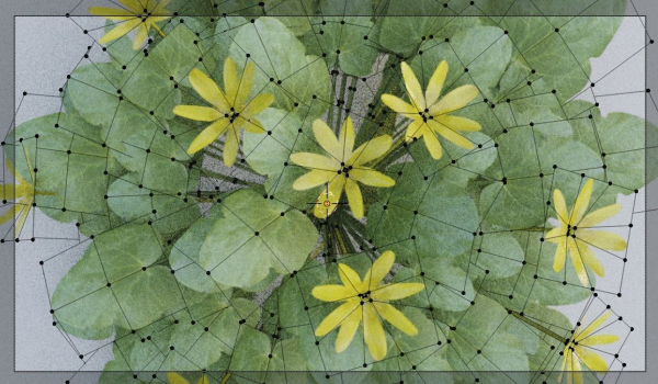 Fig Buttercup Spring Flower