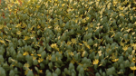Fig Buttercup Spring Flower