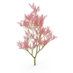 Filipendula rubra