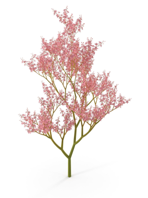 Filipendula rubra