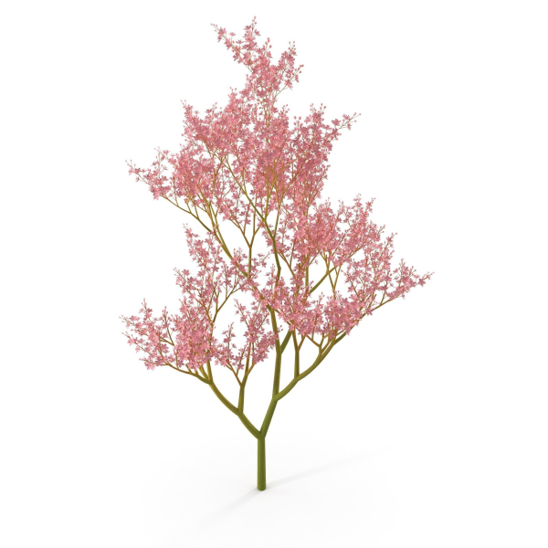 Filipendula rubra