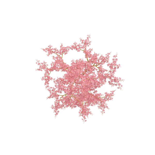 Filipendula rubra