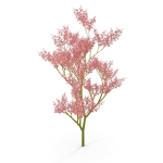 Filipendula rubra