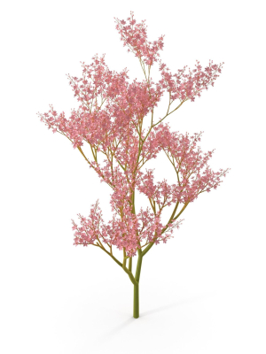 filipendula-rubra-3d-model-790e395237