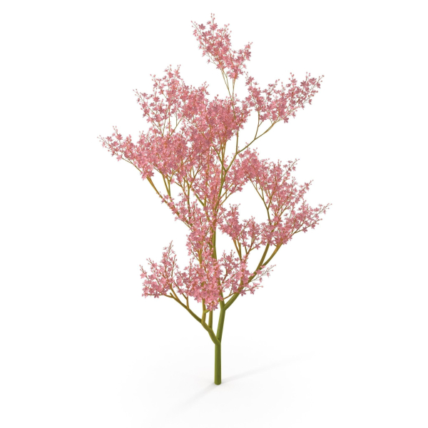 Filipendula rubra