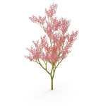 Filipendula rubra