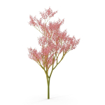 Filipendula rubra
