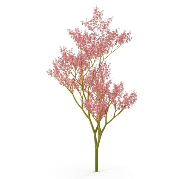 Filipendula rubra