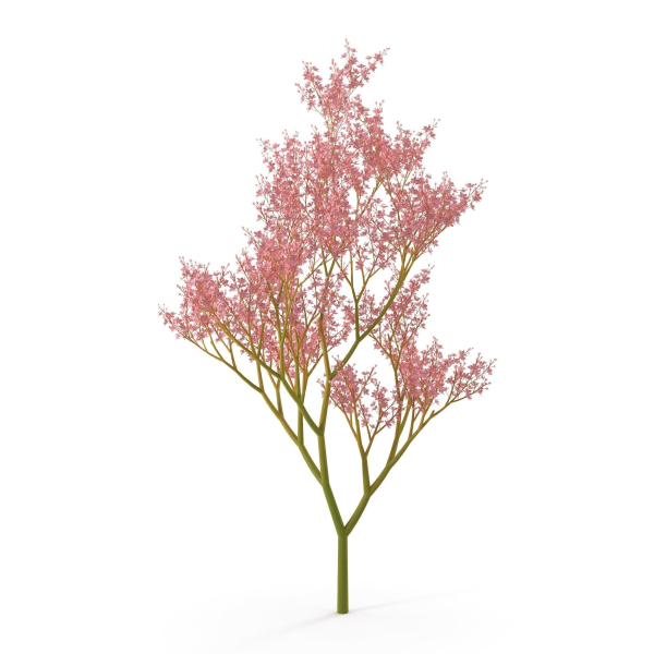 Filipendula rubra