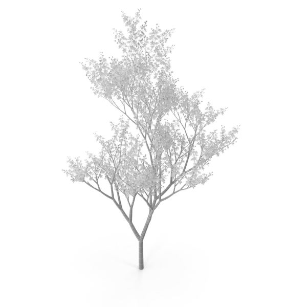 Filipendula rubra