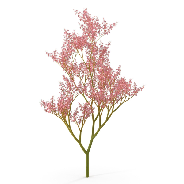 Filipendula rubra