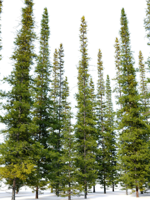 fir-tree-04-3d-model-max-fbx